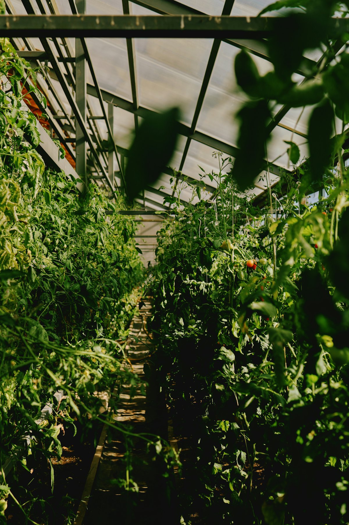 Rows of lush green crops growing inside a large commercial greenhouse.